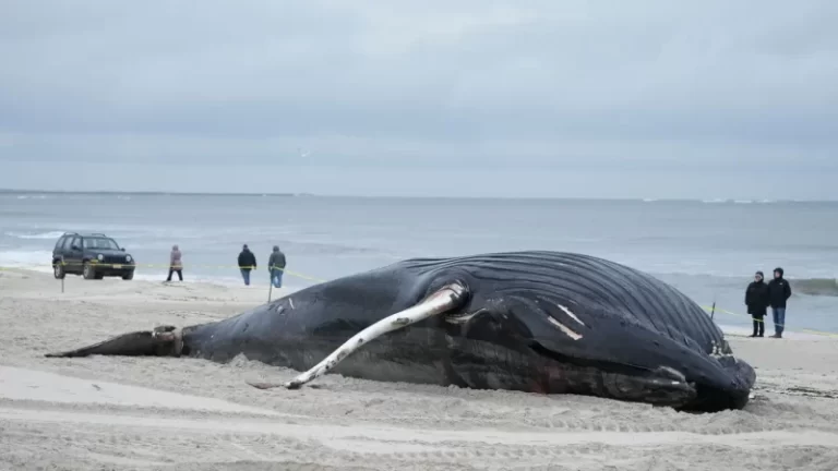 12 NJ mayors raise alarm on offshore wind after ‘unprecedented’ number of whale deaths