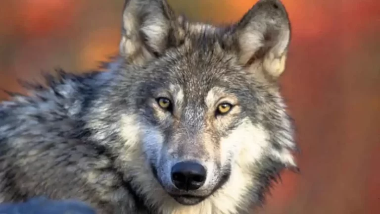 Wisconsin DNR releases 3.5K public comments on wolf management plan