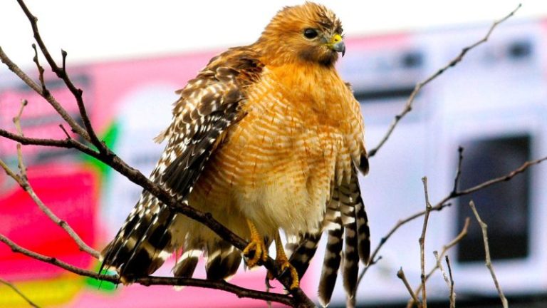 New Jersey environmental agency charges itself for damaging endangered species’ habitat