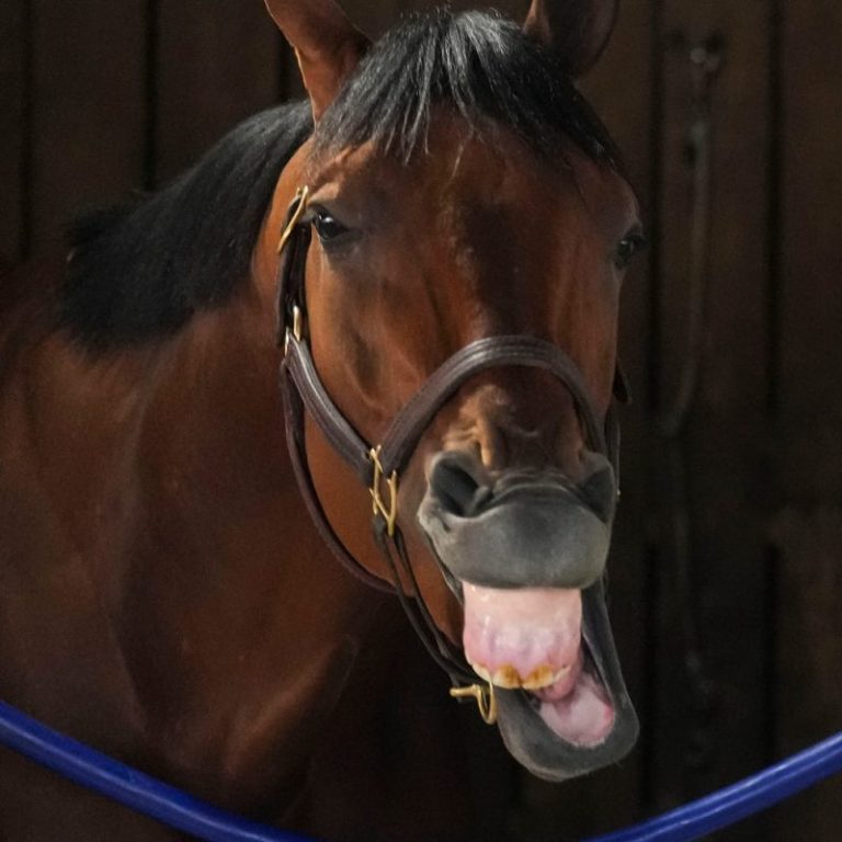 Practical Move scratched from Kentucky Derby; Cyclone Mischief enters