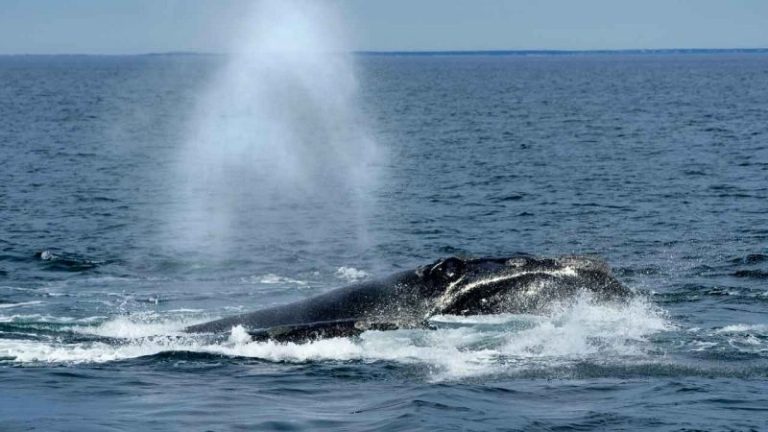 Biden administration blasted for ‘hypocrisy’ on offshore wind as it scrambles to probe whale deaths