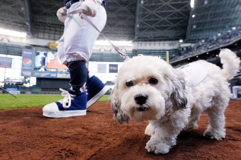 Hank, the Brewers’ unofficial mascot, has died