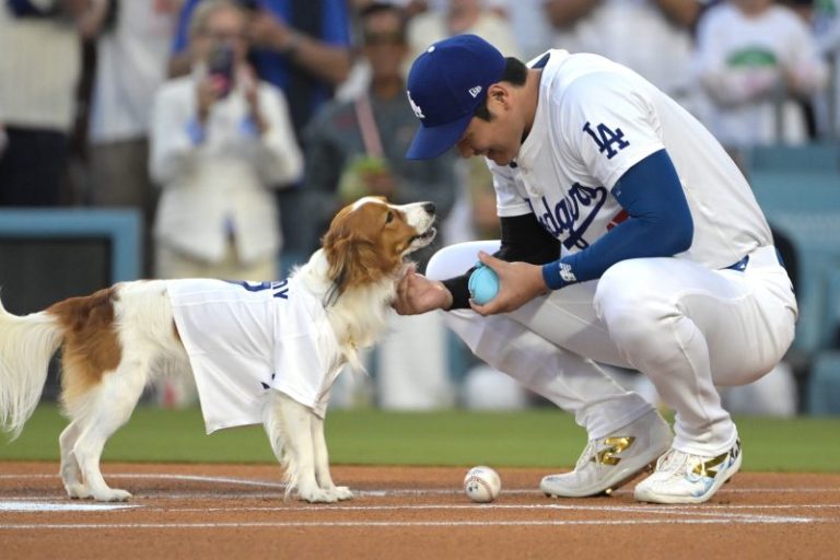 Watch: Shohei Ohtani’s wife, dog have priceless reaction to MVP award