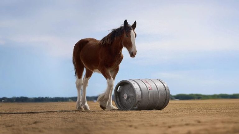 Budweiser commercial with beloved Clydesdales wins USA TODAY Ad Meter
