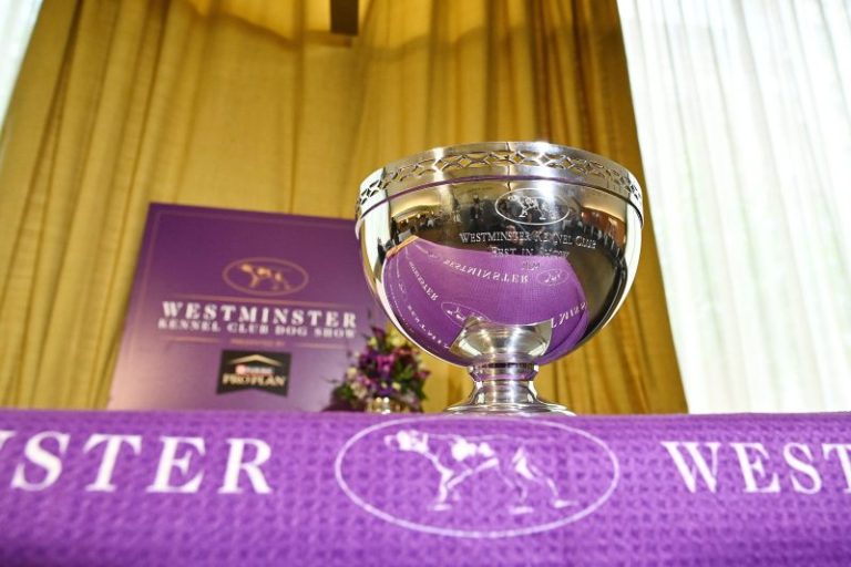 Westminster Kennel Club Dog Show: Everything you need to know